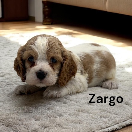 puppy, for, sale, Cocker Spaniel, Joe & Cherri  Overlease, dog, breeder, Miller, MO, dog-breeder, puppy-for-sale, forsale, nearby, find, puppyfind, locator, puppylocator, aca